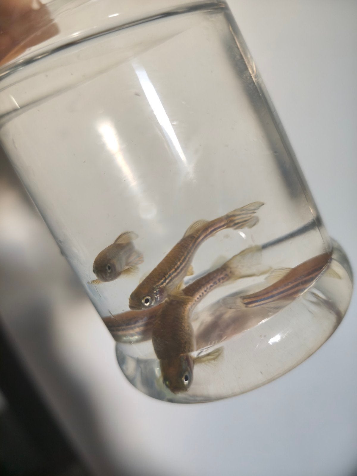 Mooie en gezonde aquariumvissen (Guppy's, Zebra Danio', Enlèvement