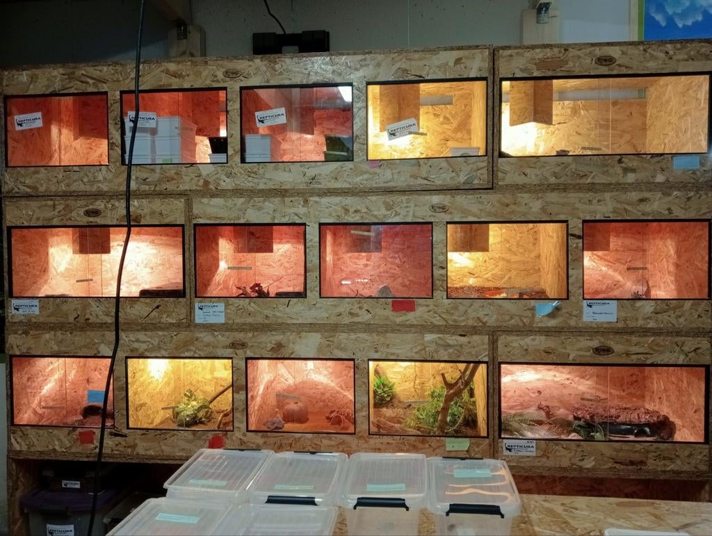 Osb3 terrarium RepHouSZ. Ook maatwerk, Animaux & Accessoires, Reptiles & Amphibiens | Accessoires, Neuf, Terrarium ou Paludarium