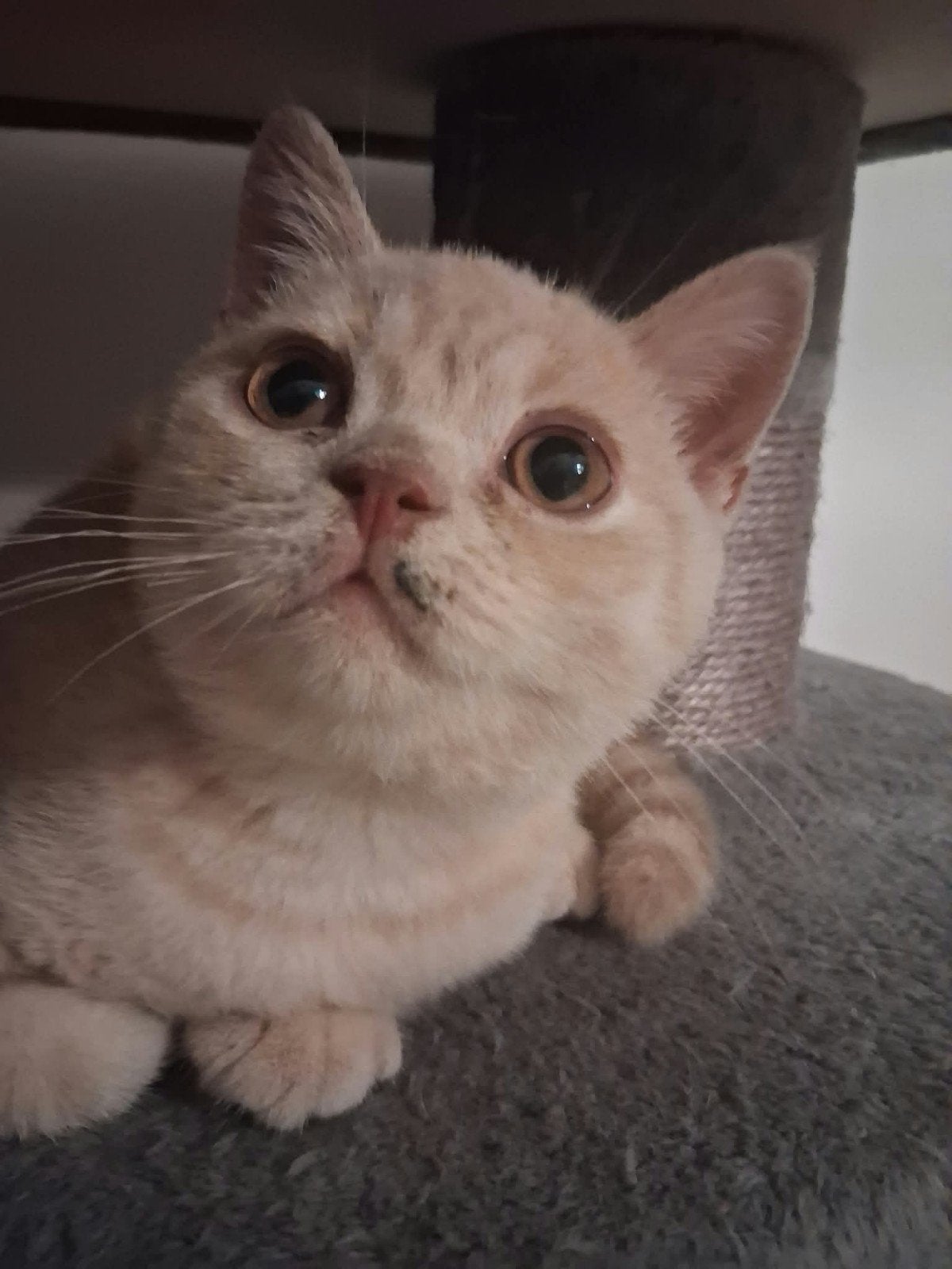 British shorthair, Kater, Met stamboom, 0 tot 2 jaar