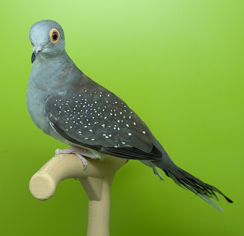Diamantduif - Diamantduiven 2026, Animaux & Accessoires, Oiseaux | Pigeons, Plusieurs animaux, Autres espèces