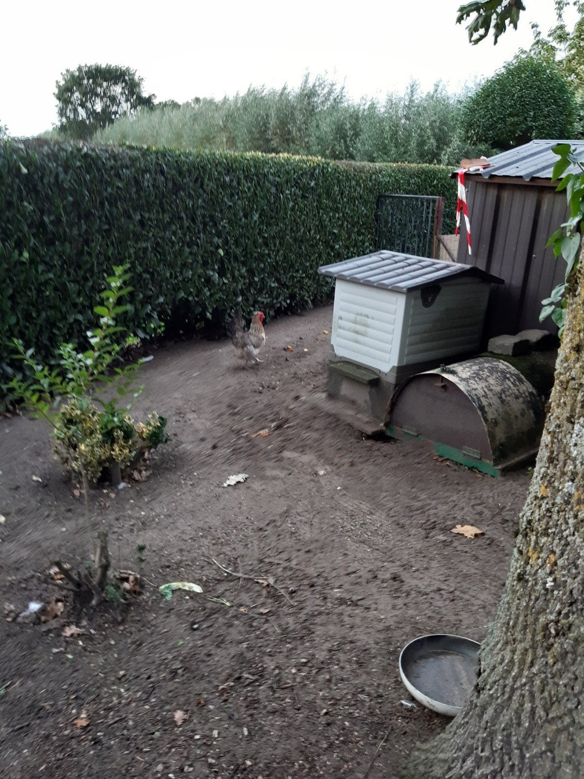 kip groenlegger, Poule ou poulet