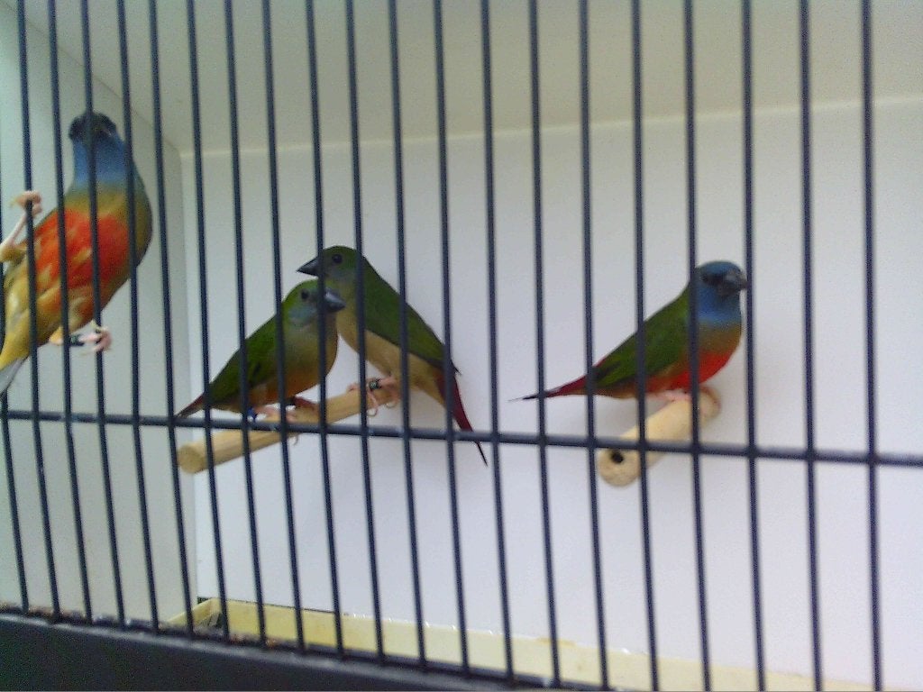 Indische Nonpareils 2026, Tropenvogel, Geringd