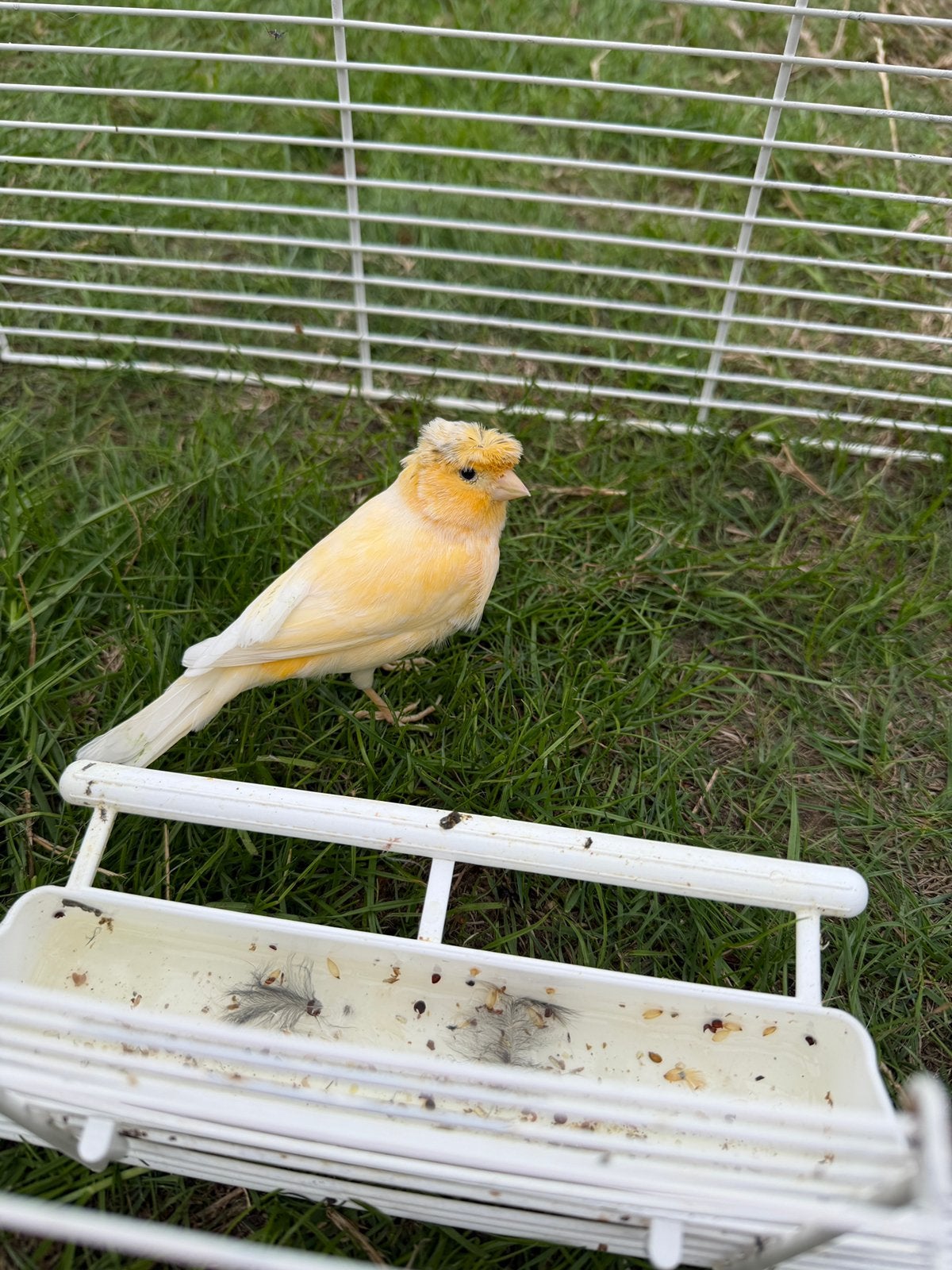 3 kanaries, Dieren en Toebehoren