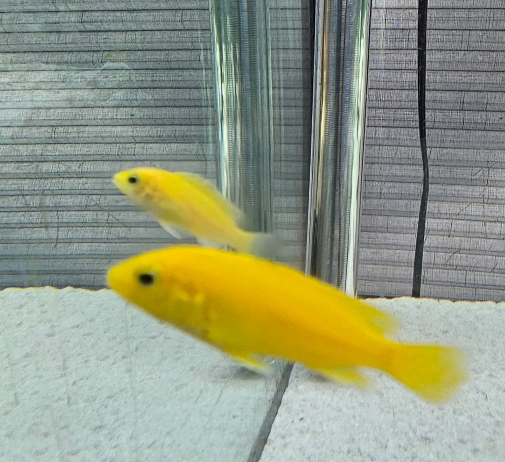Cichlidés jaunes du Malawi Labidochromis caeruleus, Poisson, Poisson d'eau douce