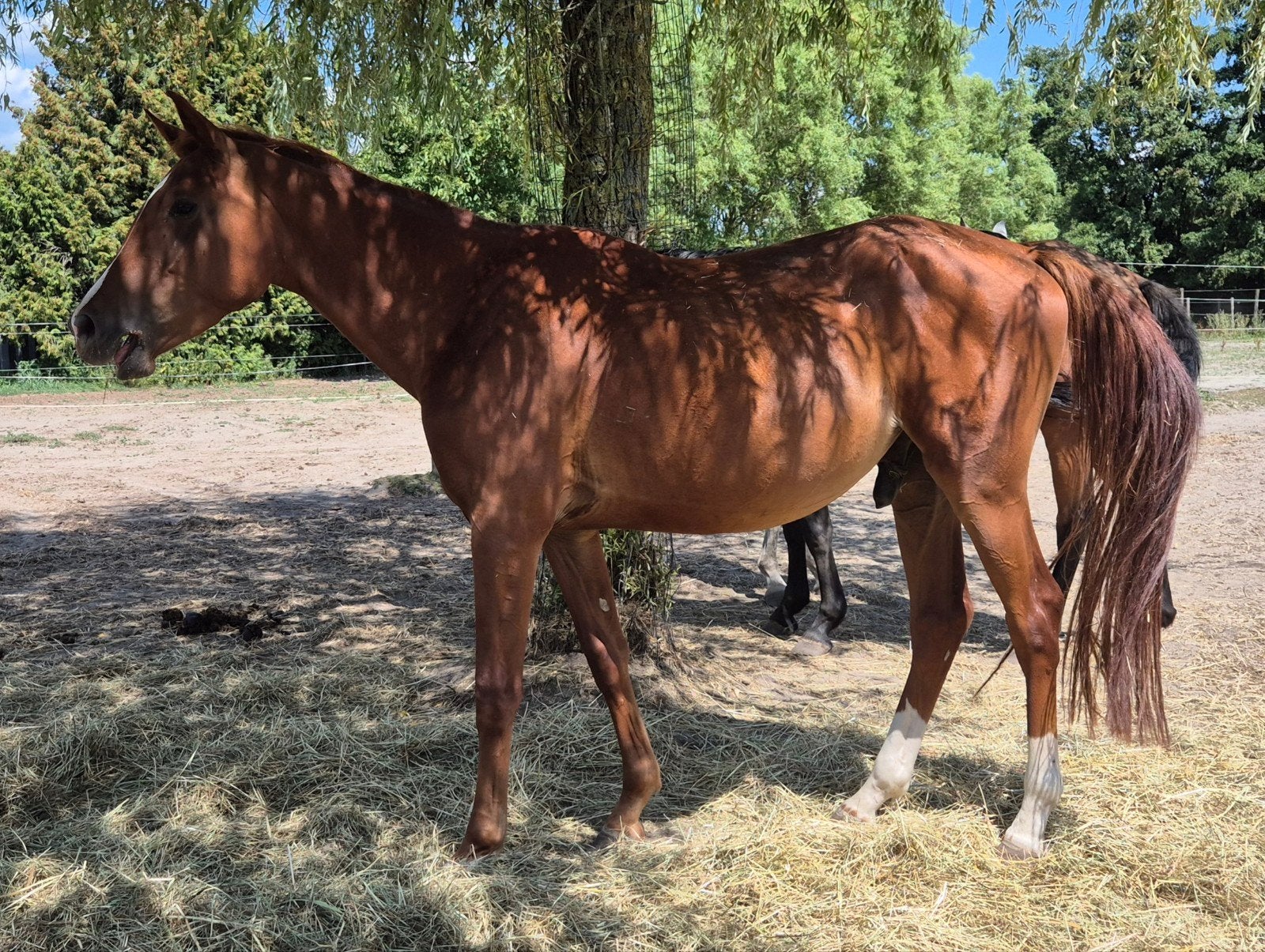 2 toffe E pony's hengsten, Dieren en Toebehoren, Springpaard, Met stamboom, Hengst, 3 tot 6 jaar