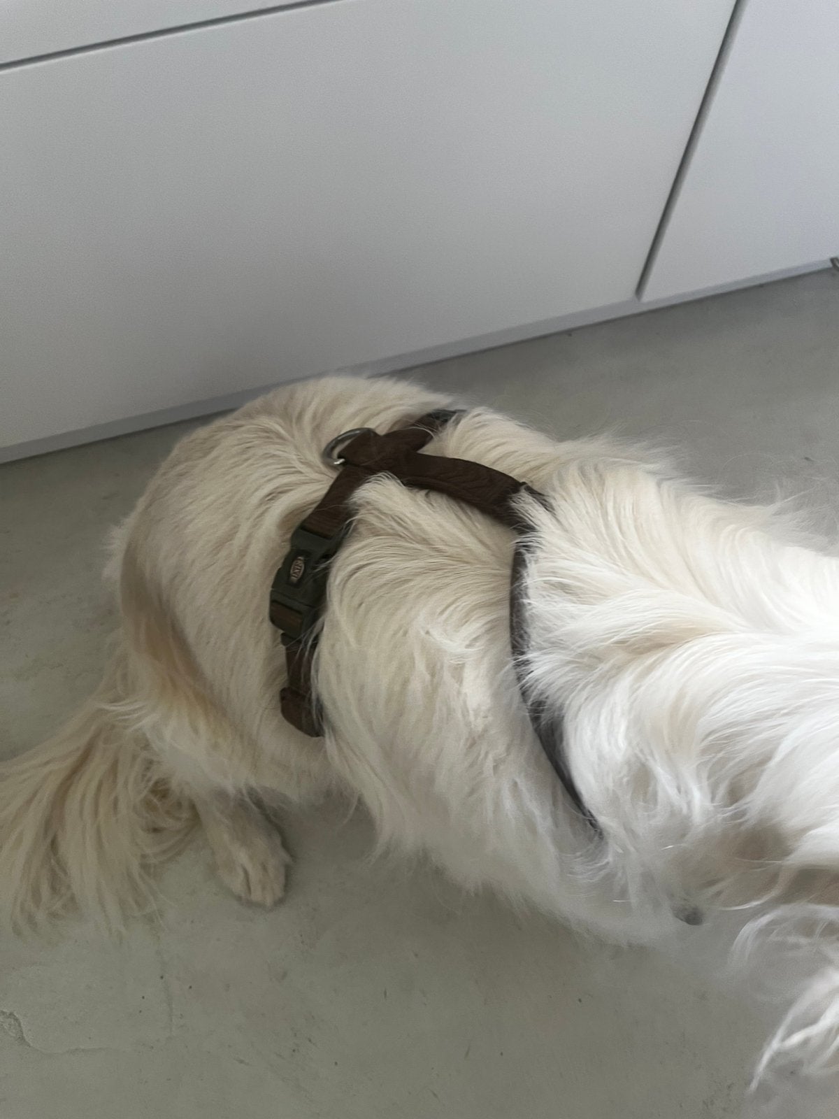 Harnais pour chien, Animaux & Accessoires, Trixie, Enlèvement ou Envoi, Comme neuf, Harnais pour chien