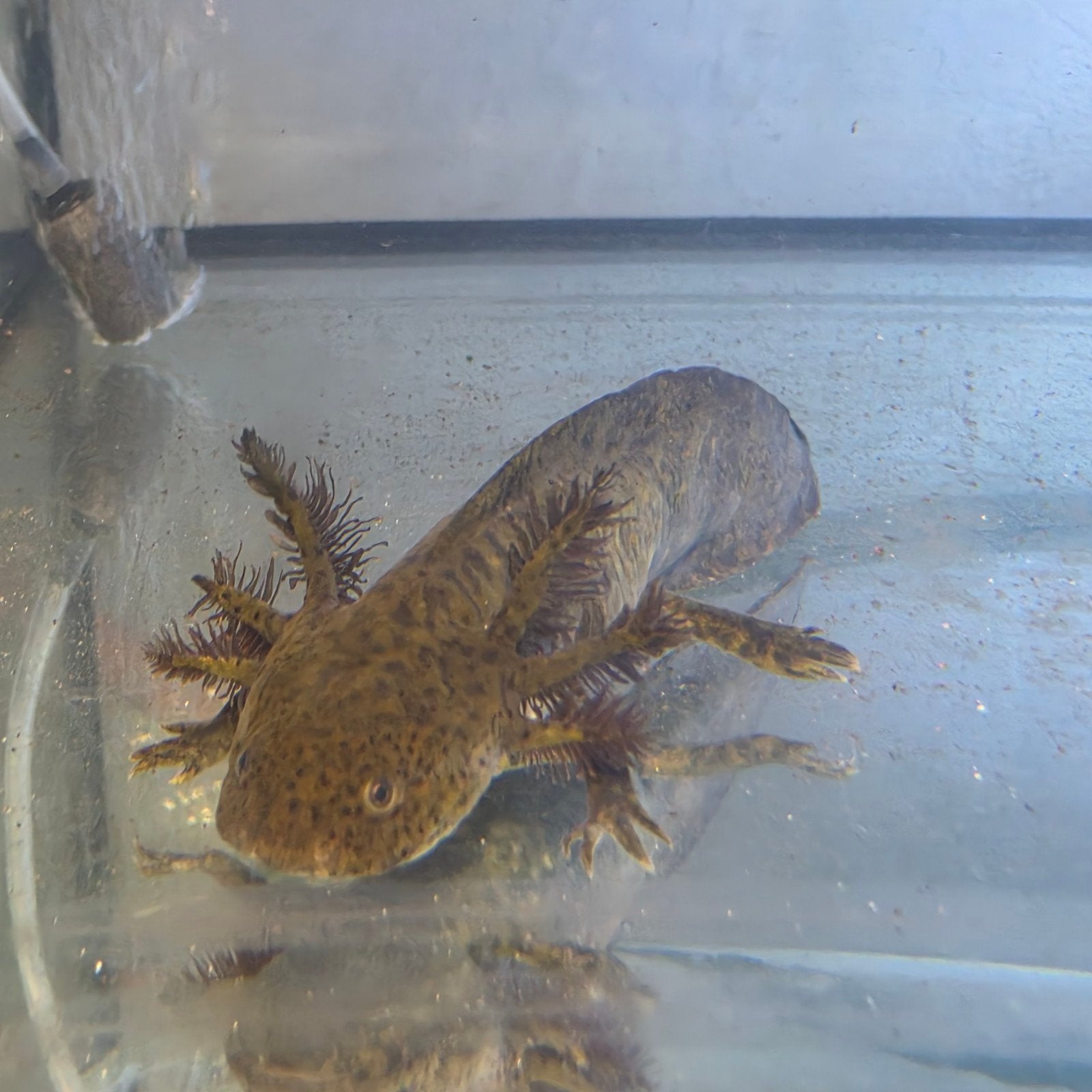 olijfgroen-copper axolotls, Animaux & Accessoires, Insectes & Araignées