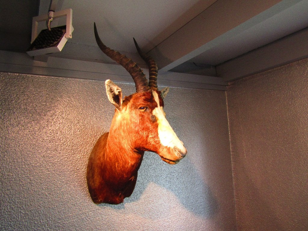 Taxidermie africaine Blesbok, Enlèvement ou Envoi