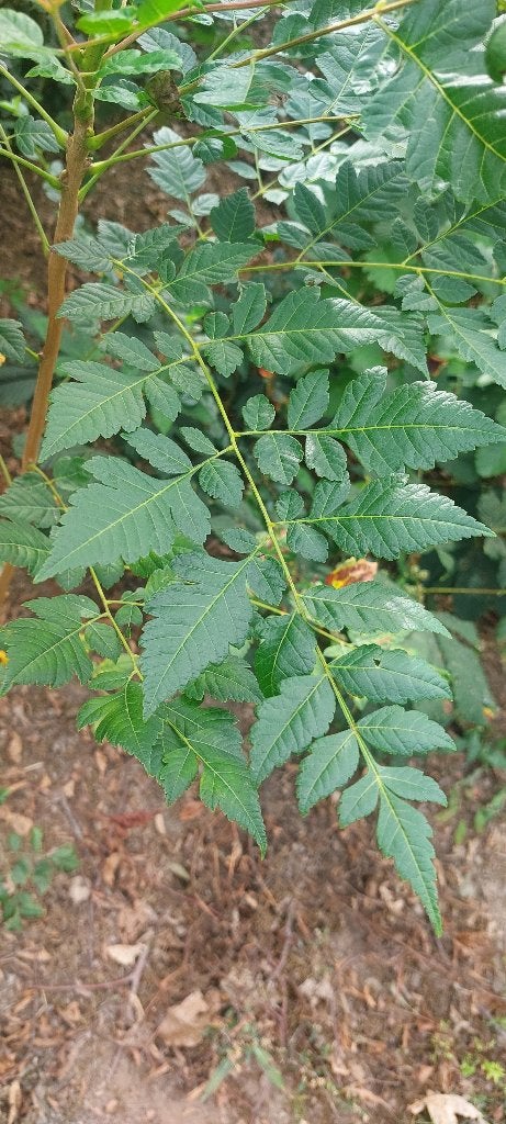 verschillende boomsoorten, 250 tot 400 cm, Ophalen, Volle zon, In pot