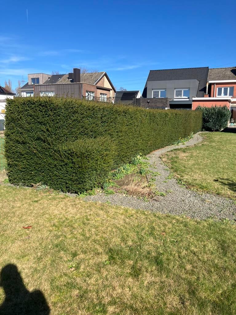 Taxus haag, Ophalen, Taxus, Haag