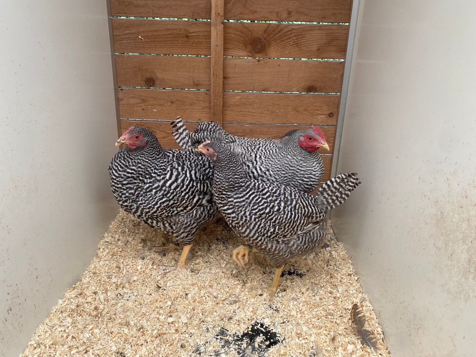 Amrock hennen, Dieren en Toebehoren, Pluimvee