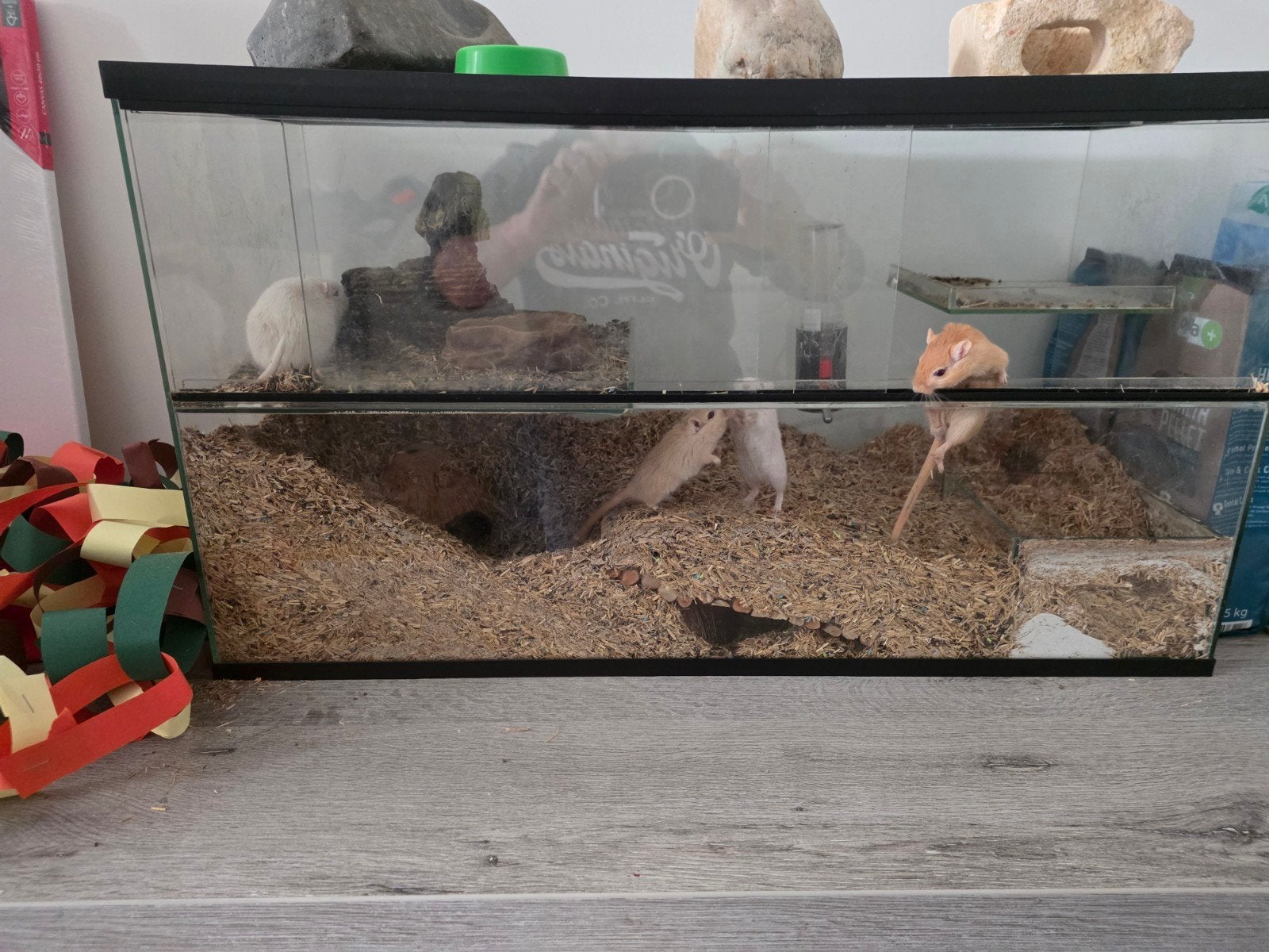 gerbils te koop 10 stuks, Animaux & Accessoires, Enlèvement ou Envoi