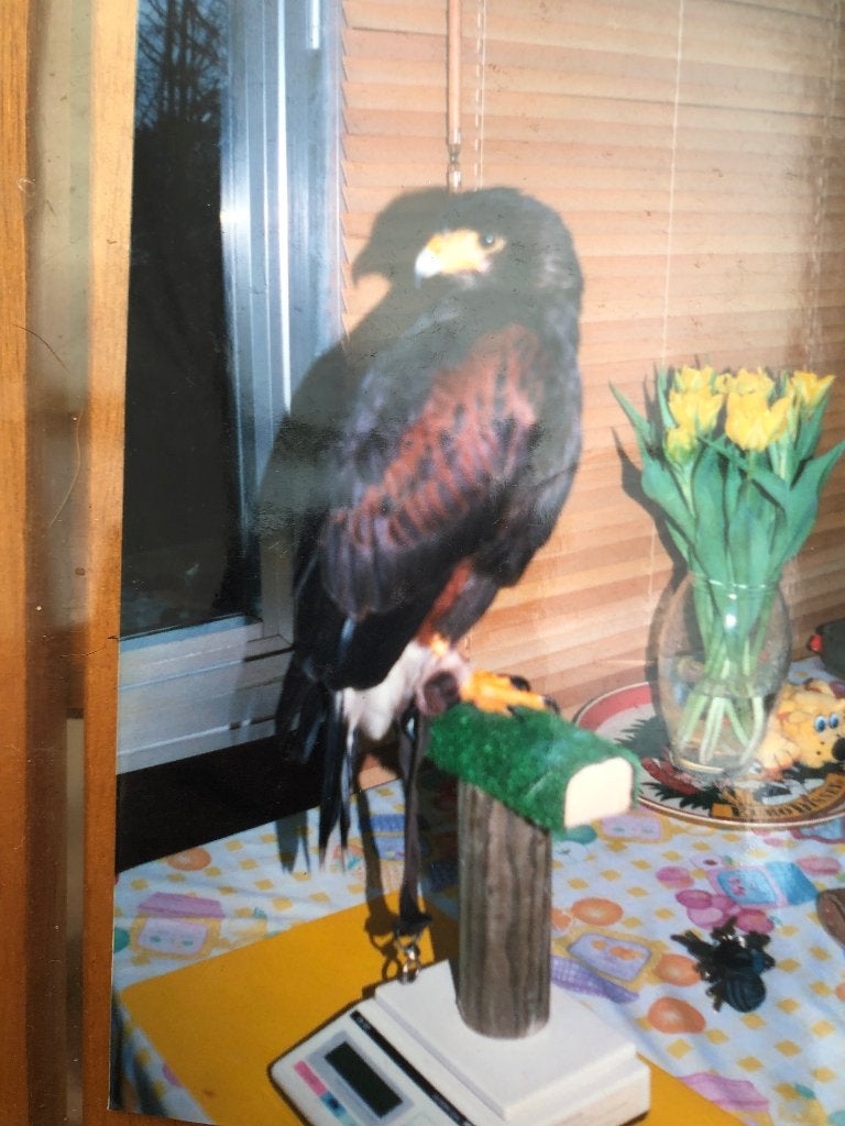 Buse Harris, Femelle, Oiseau de proie, Bagué