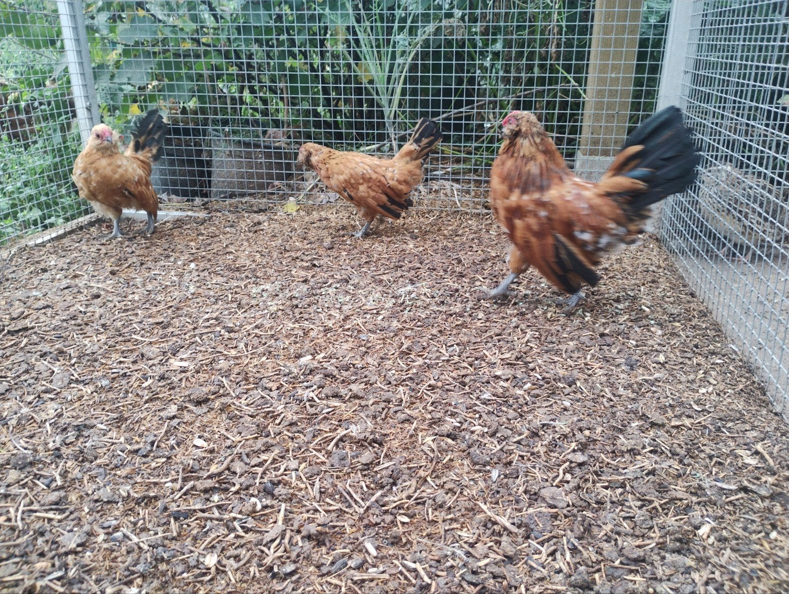 drie Antwerpse baardkrielen, Meerdere dieren, Kip