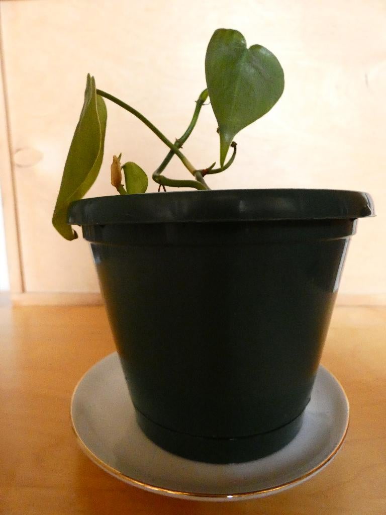 plantje, Ophalen, Overige soorten