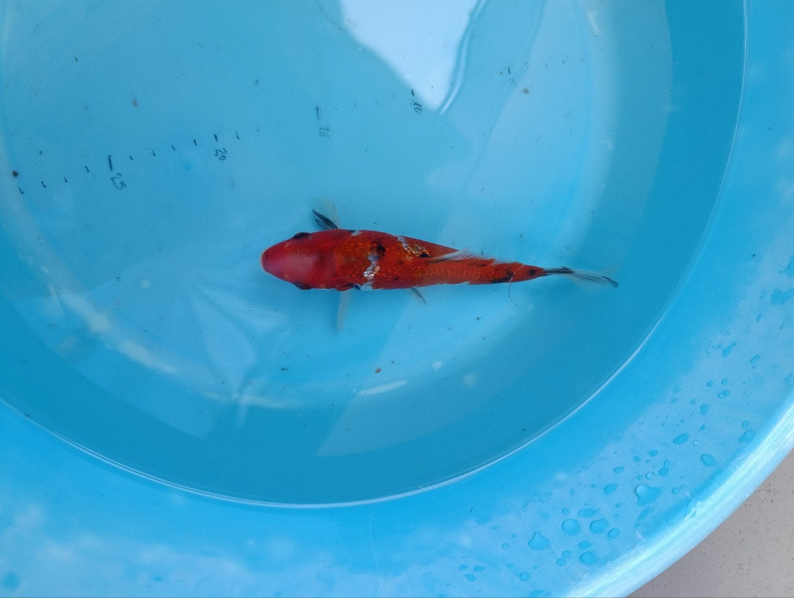 Japanse koi ginrin showa