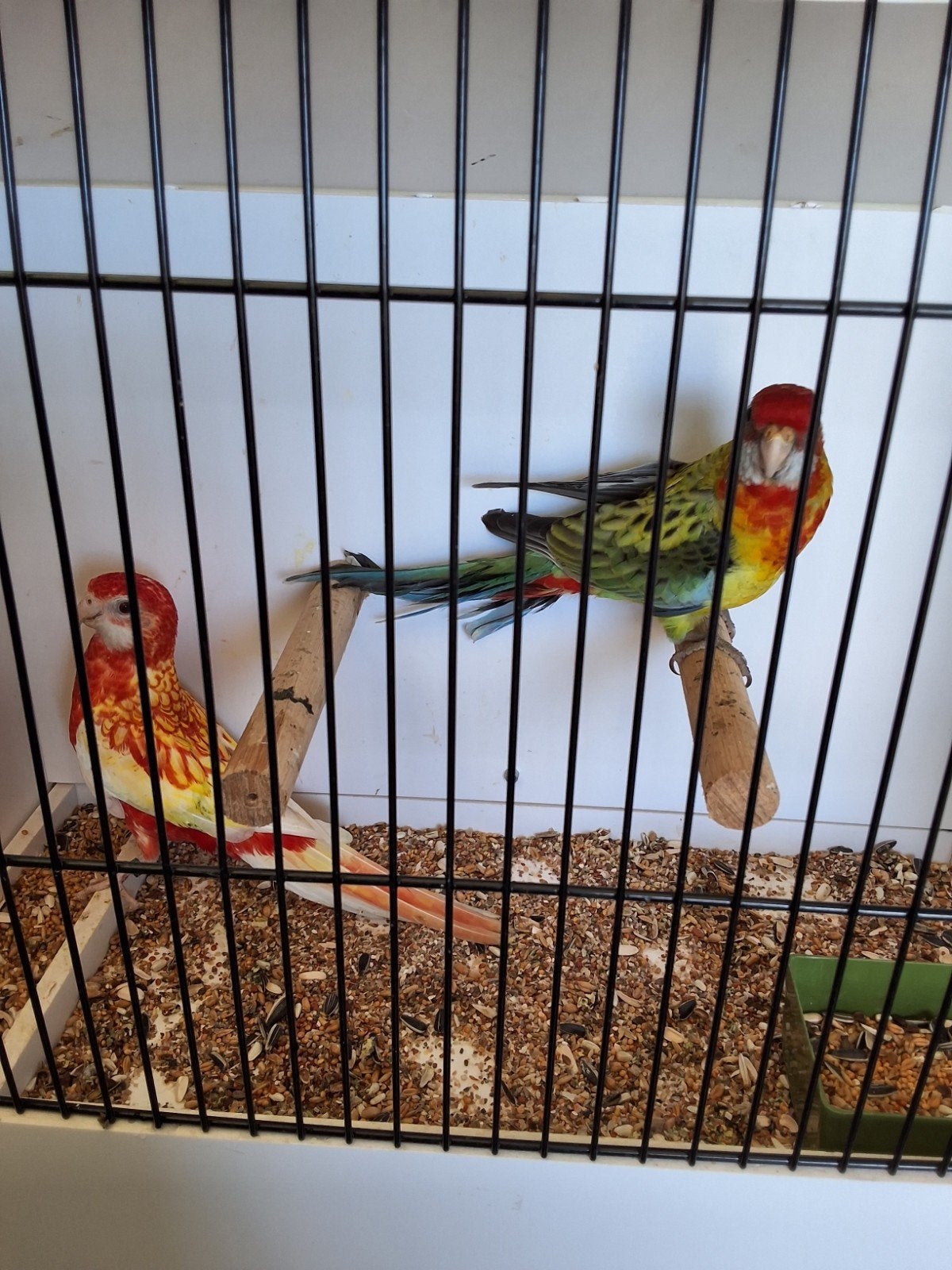 rubino rosella pop, Dieren en Toebehoren, Vrouwelijk, Parkiet, Geringd
