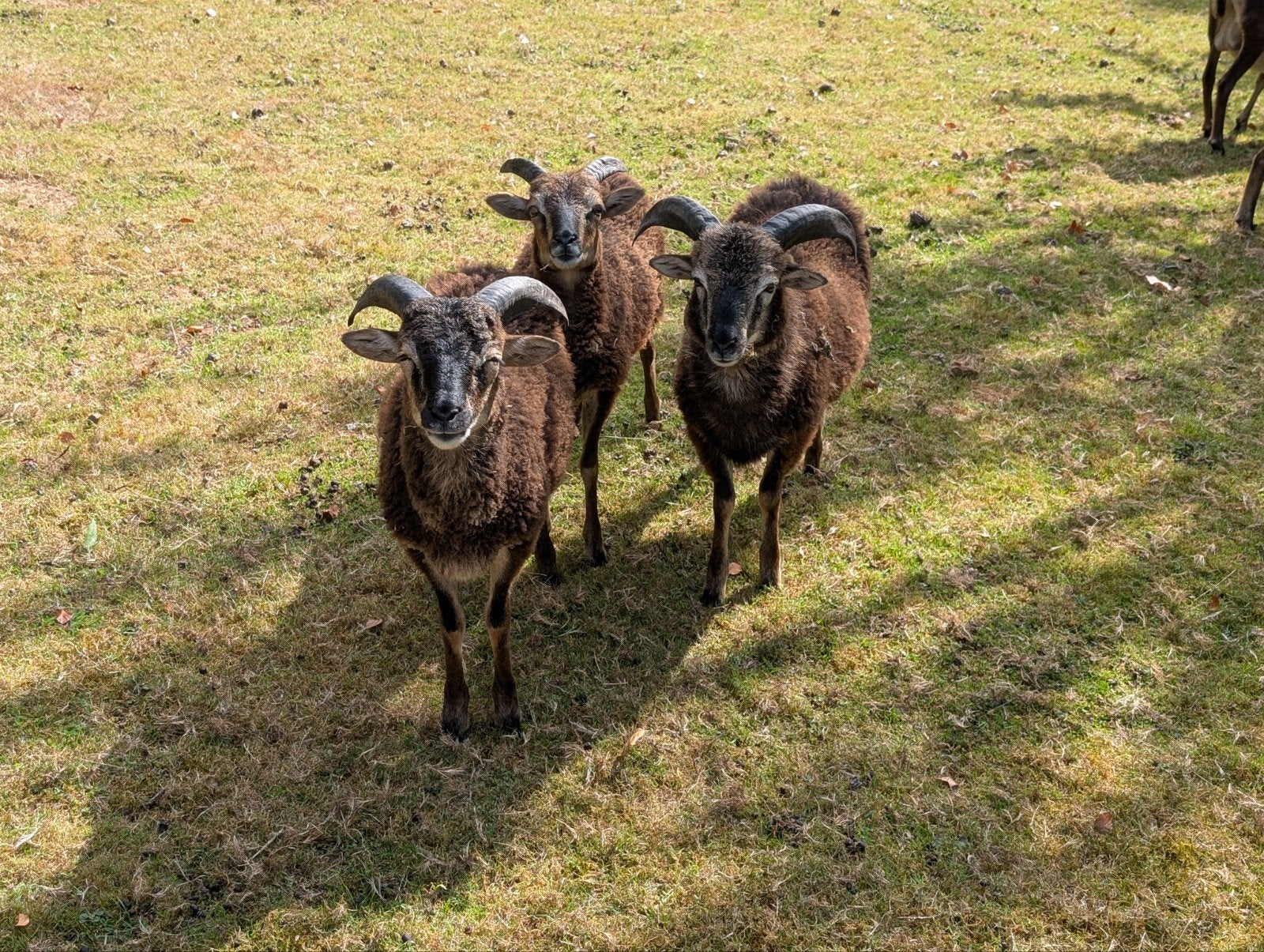 Soay lammen te koop, Dieren en Toebehoren, Schapen, Geiten en Varkens, Meerdere dieren, Schaap, 0 tot 2 jaar
