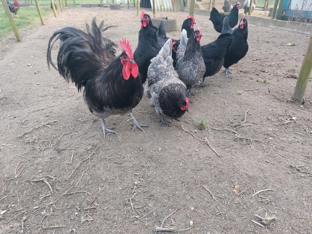 Broedeieren australorp, Dieren en Toebehoren, Pluimvee