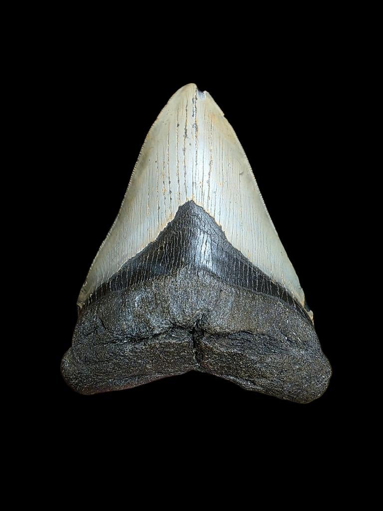Grote top kwaliteit C.megaloden uit carolina 5,23"/13,29 cm., Verzamelen, Ophalen of Verzenden, Fossiel