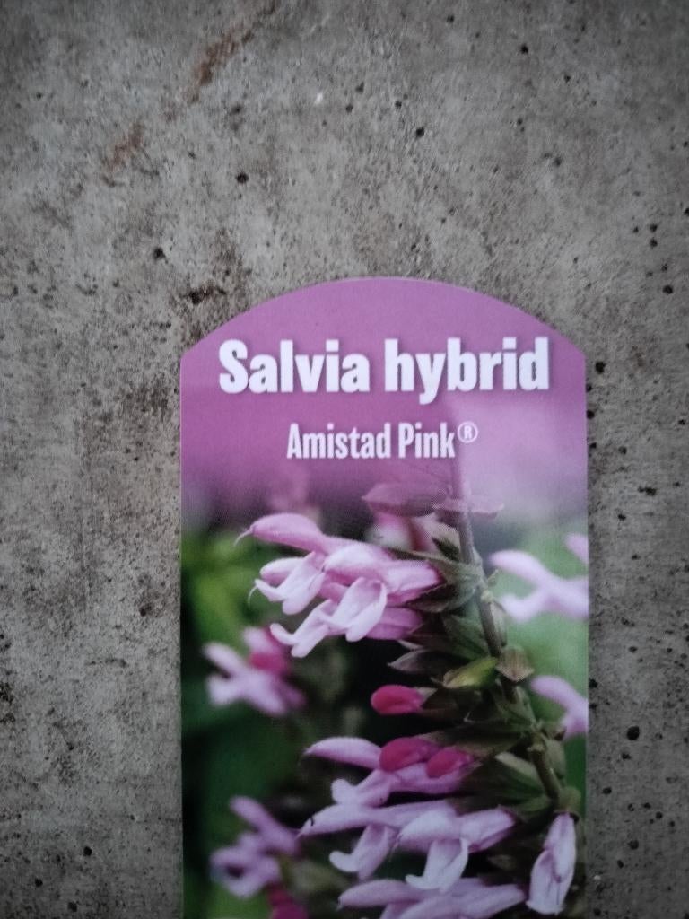 Salvia Hybrida Amistad Pink, Ophalen, Bodembedekkers, Volle zon, Vaste plant