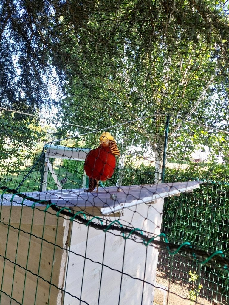 Rode goudfazant, Dieren en Toebehoren, Tam