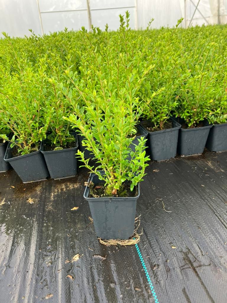 Lonicera nitida, Ophalen