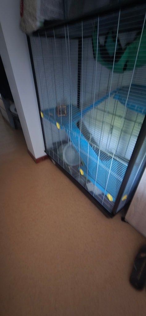 Cage pou cobaye, Animaux & Accessoires, 90 cm ou plus, Chinchilla, 75 à 110 cm, Cage