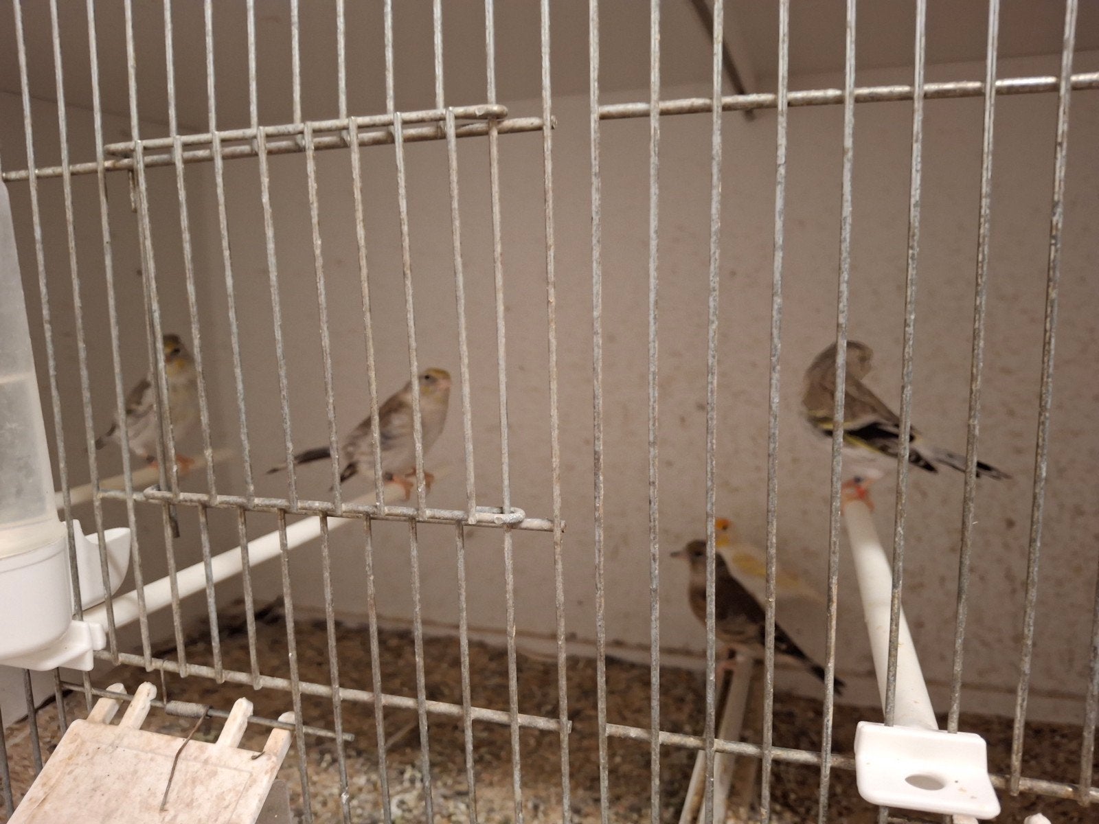 kruising grote putter x Kanarie, Dieren en Toebehoren, Vogels | Overige Vogels, Vrouwelijk