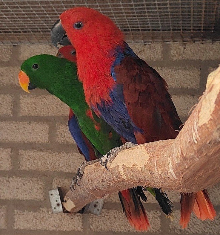 NG Edelpapegaaien diverse koppels en losse poppen, Dieren en Toebehoren, Meerdere dieren, Papegaai, Geringd