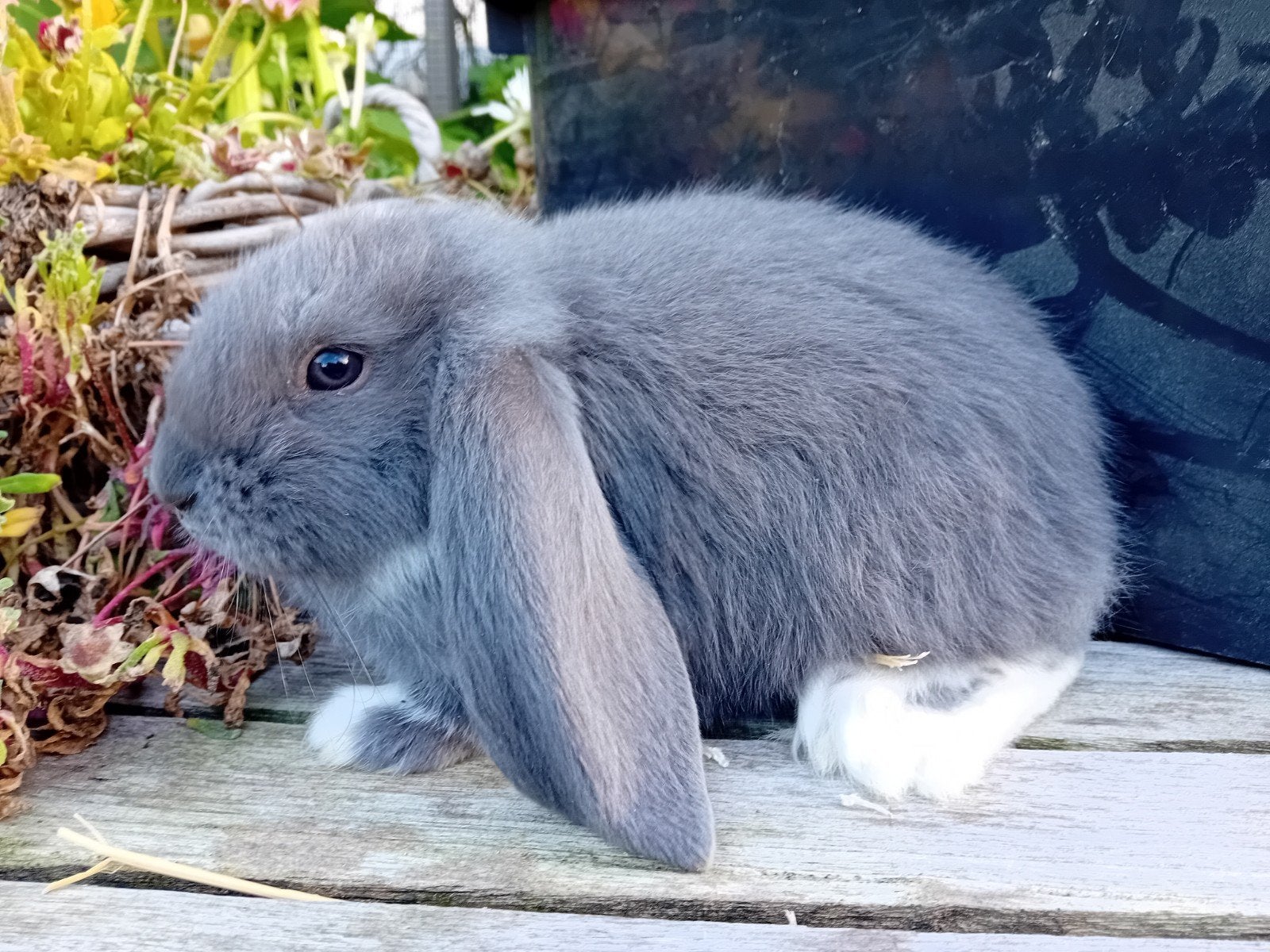 Franse hangoren, Dieren en Toebehoren, Mannelijk, Groot, Hangoor, 0 tot 2 jaar
