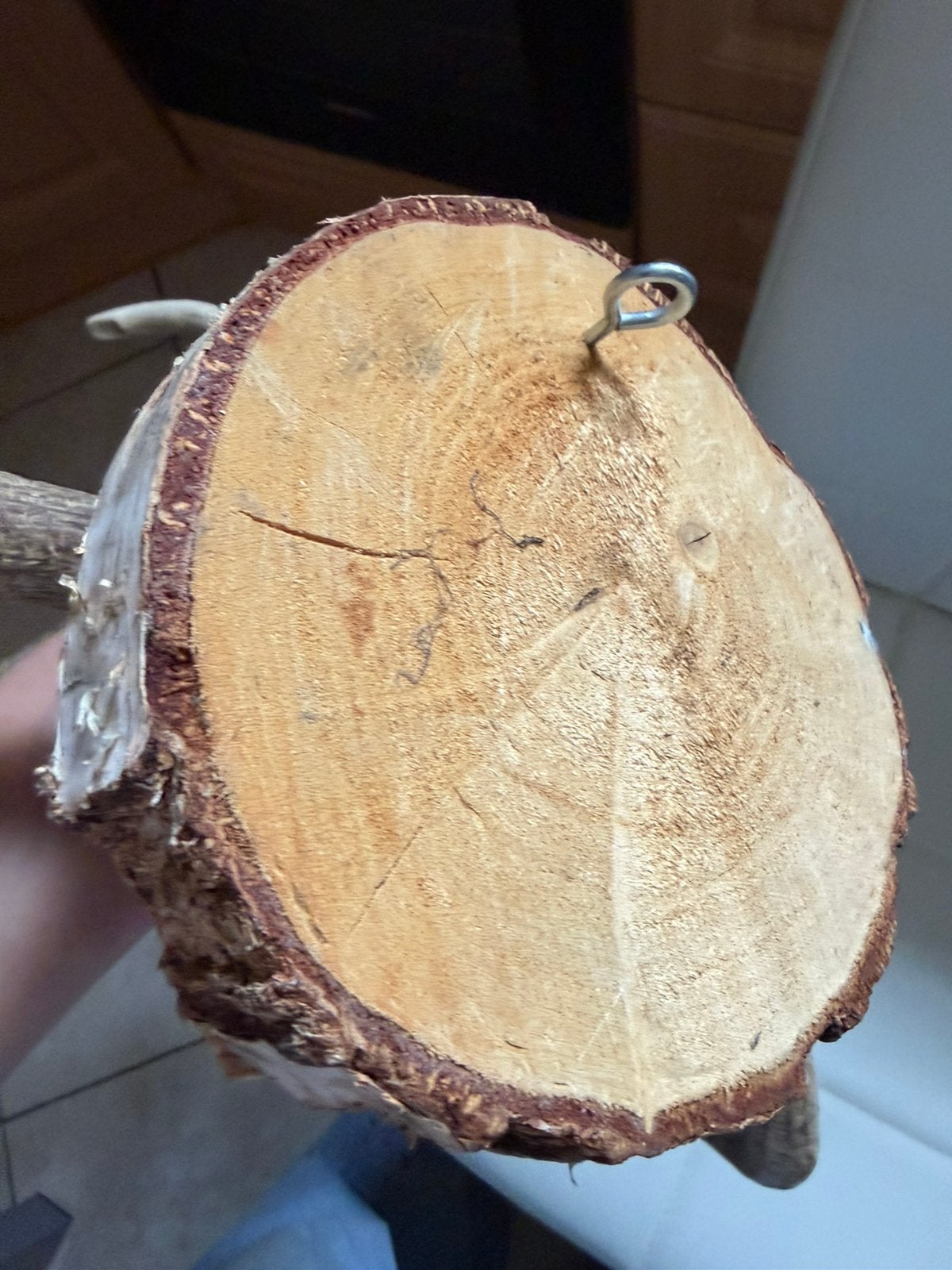 Gewei set - Damhert gewei op houten schijf - Jachtdecoratie, Ophalen, Zo goed als nieuw