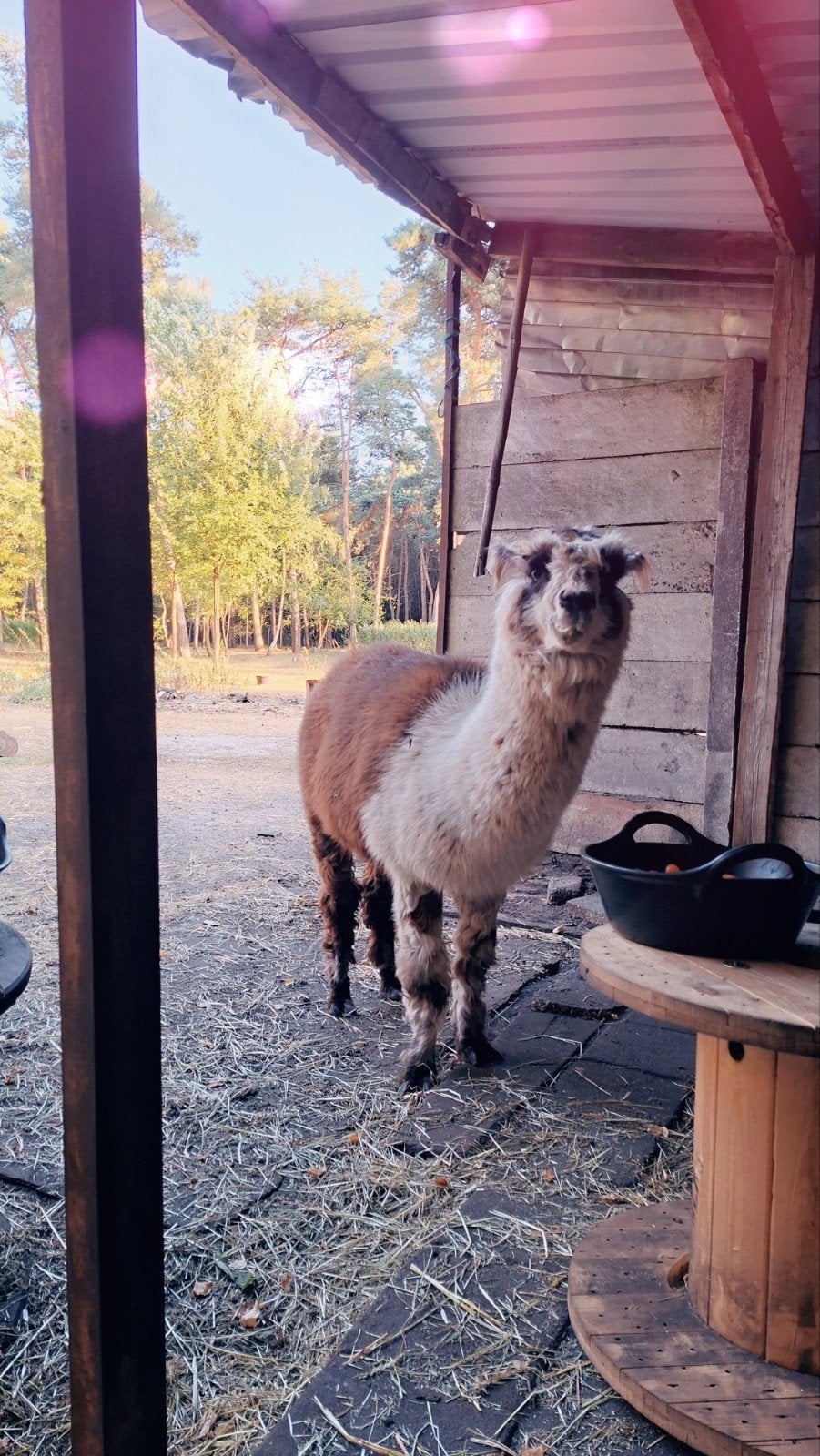 Hele mooie alpaca hengst te koop, Juni, Mannelijk