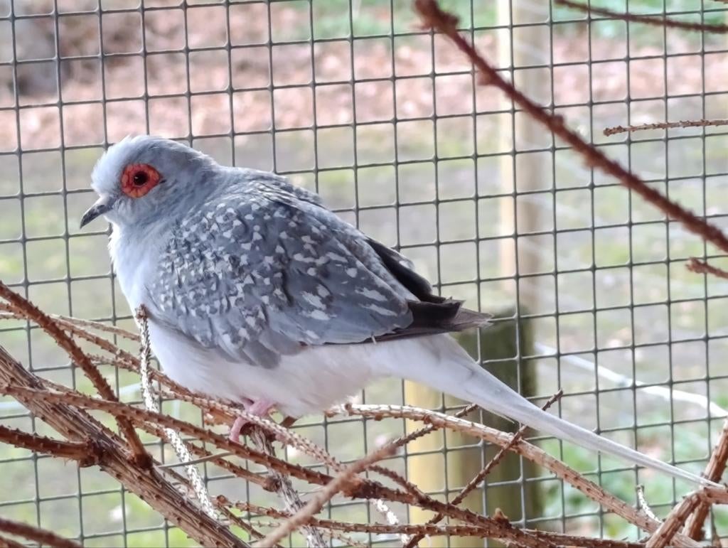 Mannelijke diamant duiven, Dieren en Toebehoren, Vogels | Overige Vogels, Mannelijk