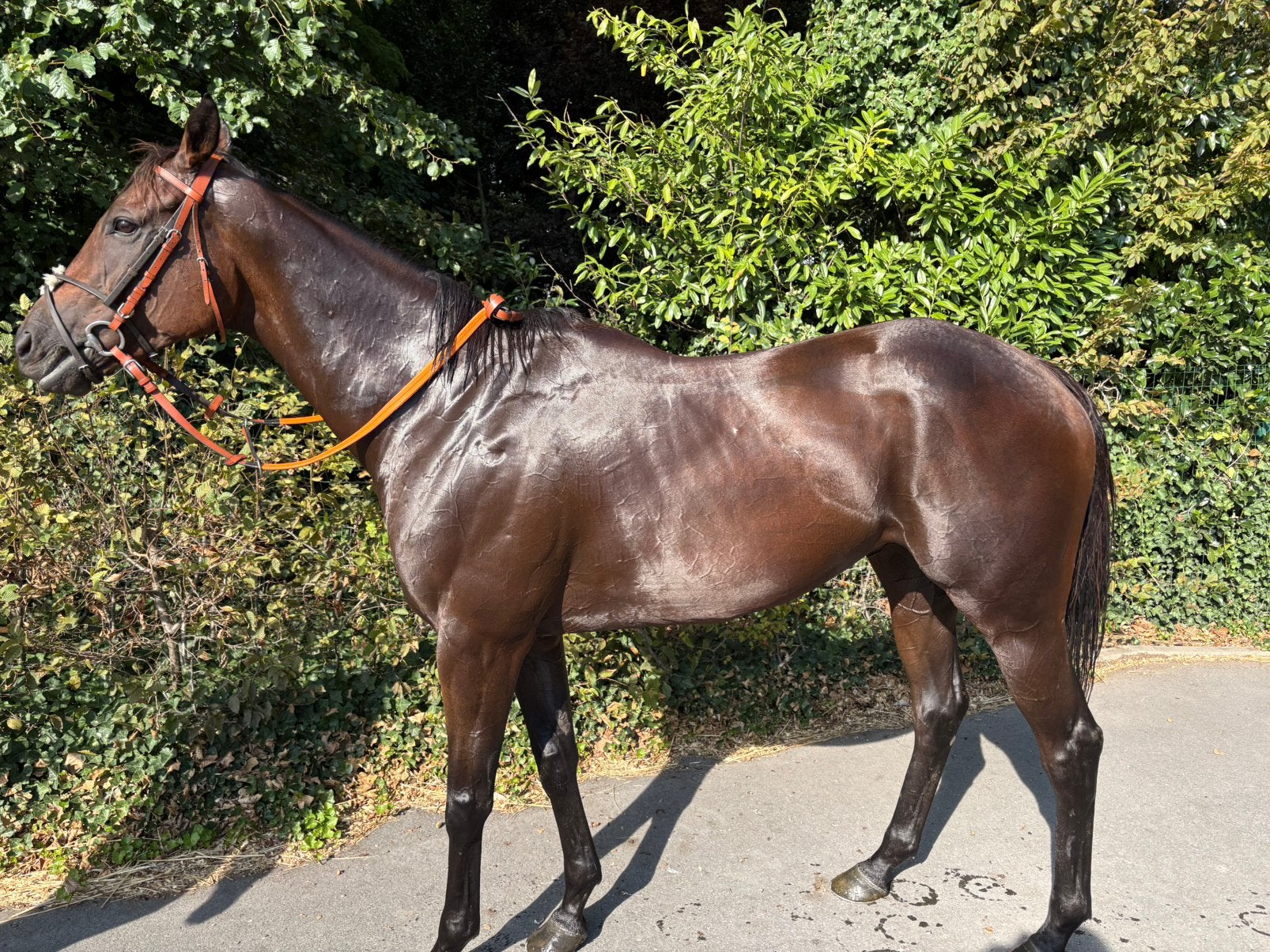 Recreatie paard