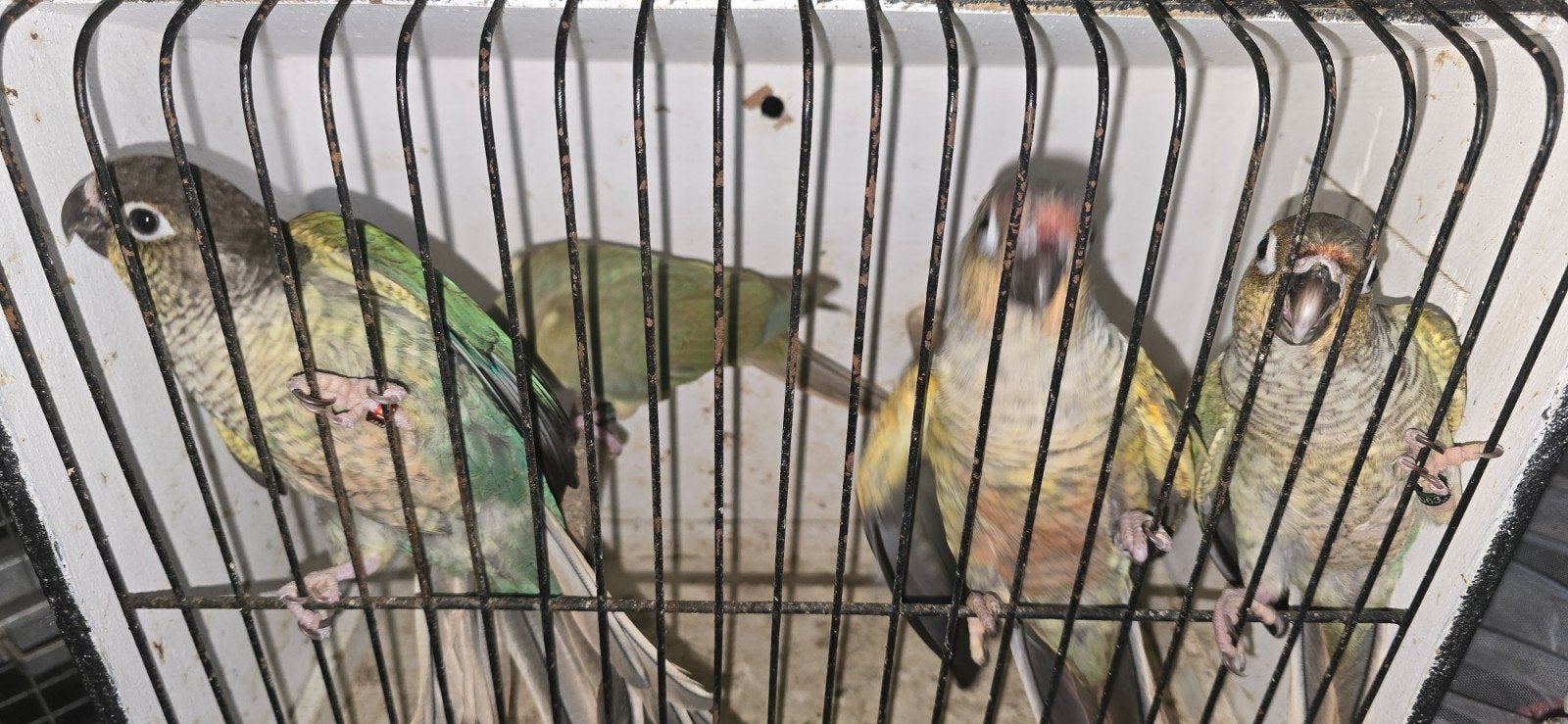 Couple repro + jeunes, Plusieurs animaux, Perruche, Bagué