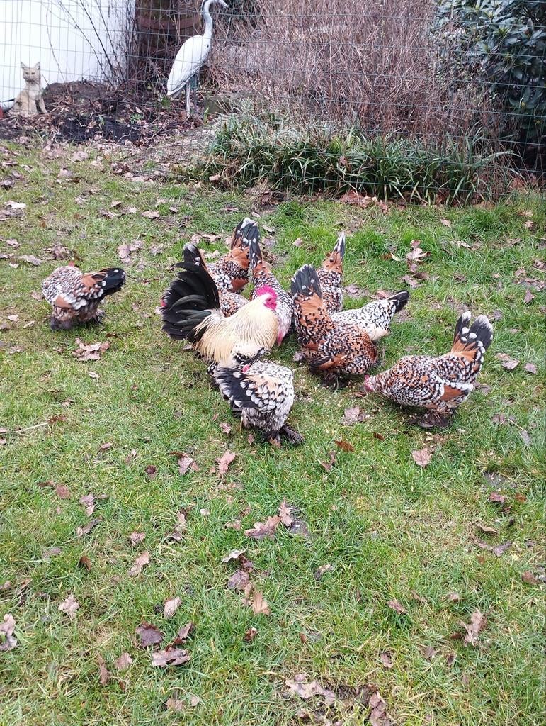 Broedeieren Nederlandse Sabelpoot kriel, Dieren en Toebehoren, Pluimvee