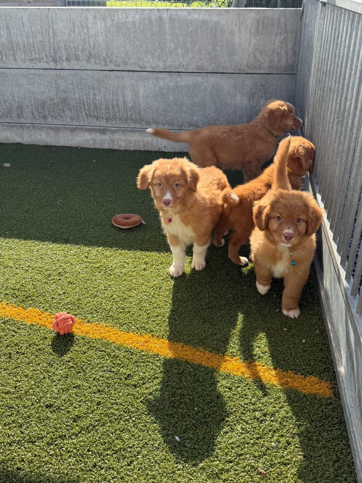 Mooie (nova scotia duck) toller retriever pups, Dieren en Toebehoren, België, Overige rassen, CDV (hondenziekte), 8 tot 15 weken