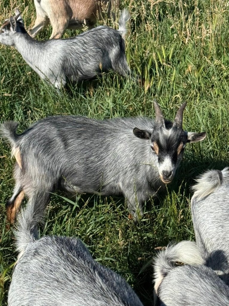 Prachtig blauwschimmel bokje – weidemak, Animaux & Accessoires, Moutons, Chèvres & Cochons, Chèvre, Mâle, 0 à 2 ans