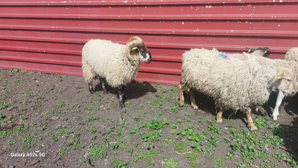Bokken 1 jaar. Alle soorten texel, hamshir en nog andere, Dieren en Toebehoren, Mannelijk, Schaap, 0 tot 2 jaar