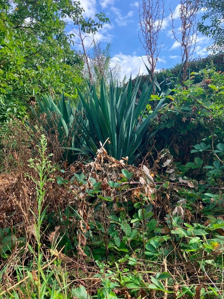 Yucca, Tuin en Terras, Planten | Tuinplanten, Volle zon, Vaste plant, Zomer, Ophalen