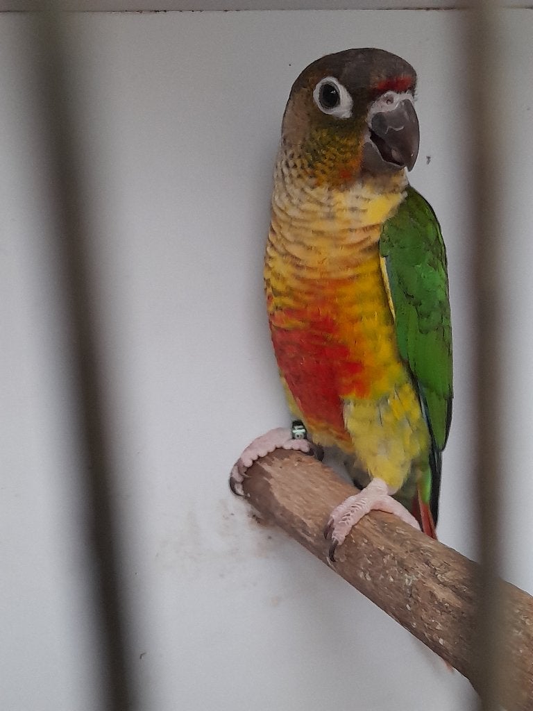 Pyrrhura opaline/turquoise/lutino MAN, Dieren en Toebehoren, Vogels | Parkieten en Papegaaien, Geringd