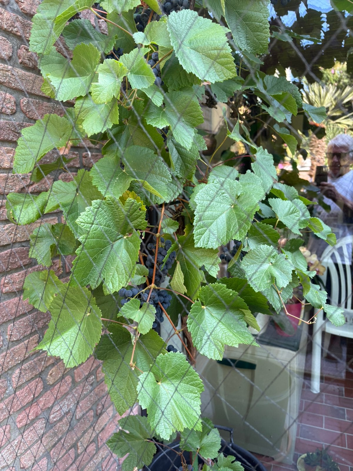 Druivelaar op stam, Overige soorten, 100 tot 250 cm, Zomer, Ophalen