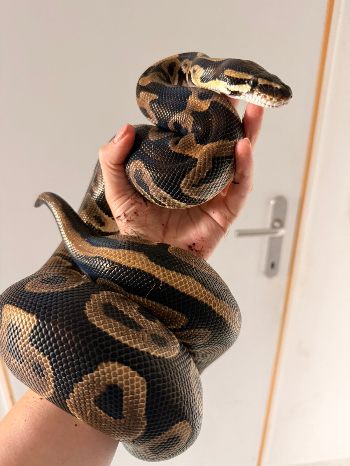 0.1 Leopard Pastel 100% het DG, 50% pos. het Piebald, Dieren en Toebehoren, Reptielen en Amfibieën, Slang