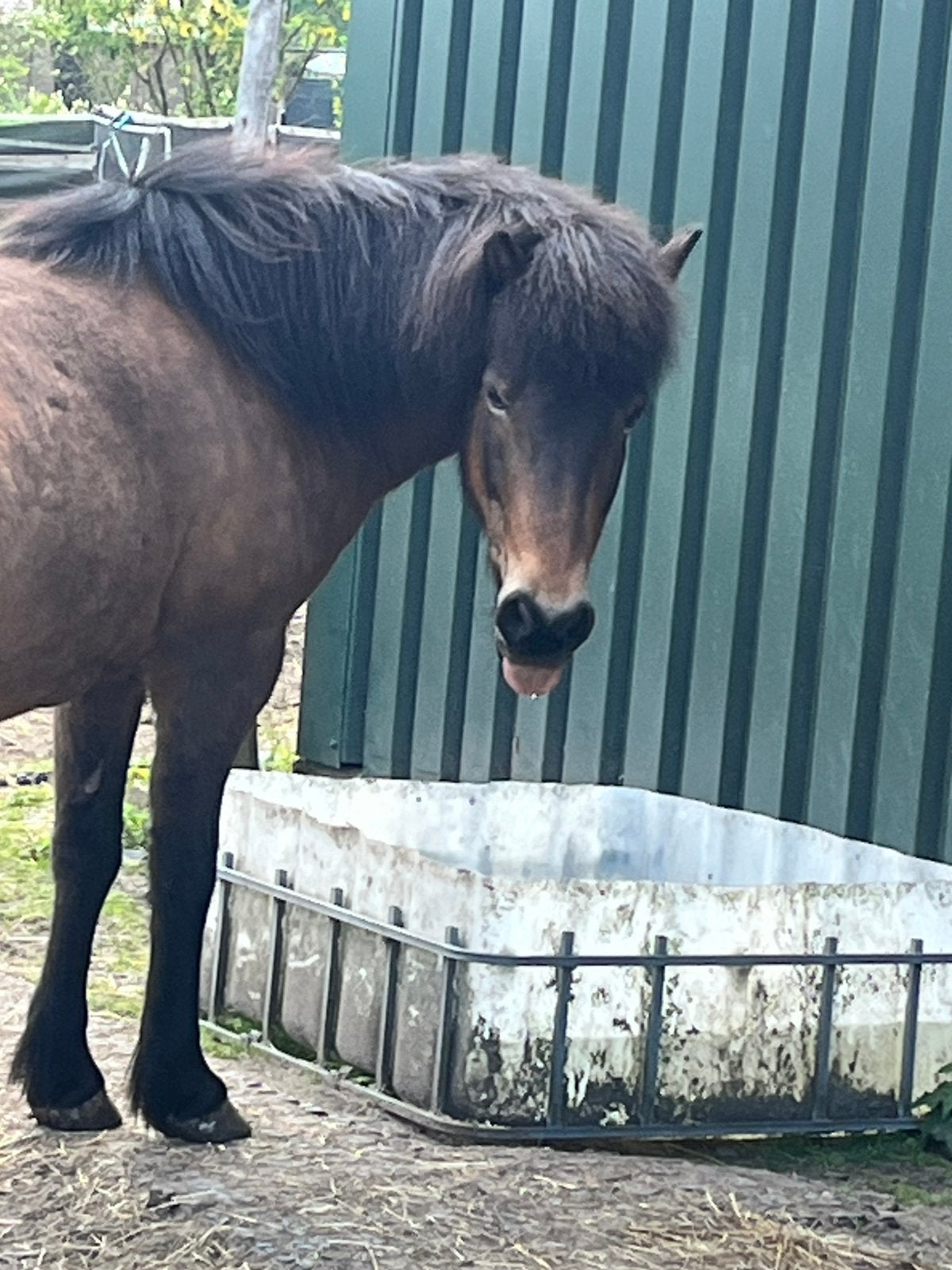 Ruin + hengst, Dieren en Toebehoren, Hengst