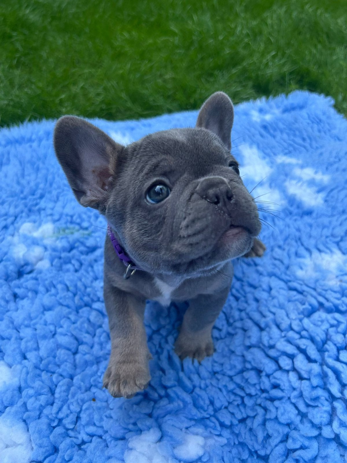 Franse Bulldog pups, Dieren en Toebehoren, Honden | Bulldogs, Pinschers en Molossers, Meerdere dieren, Bulldog, Fokker | Hobbymatig