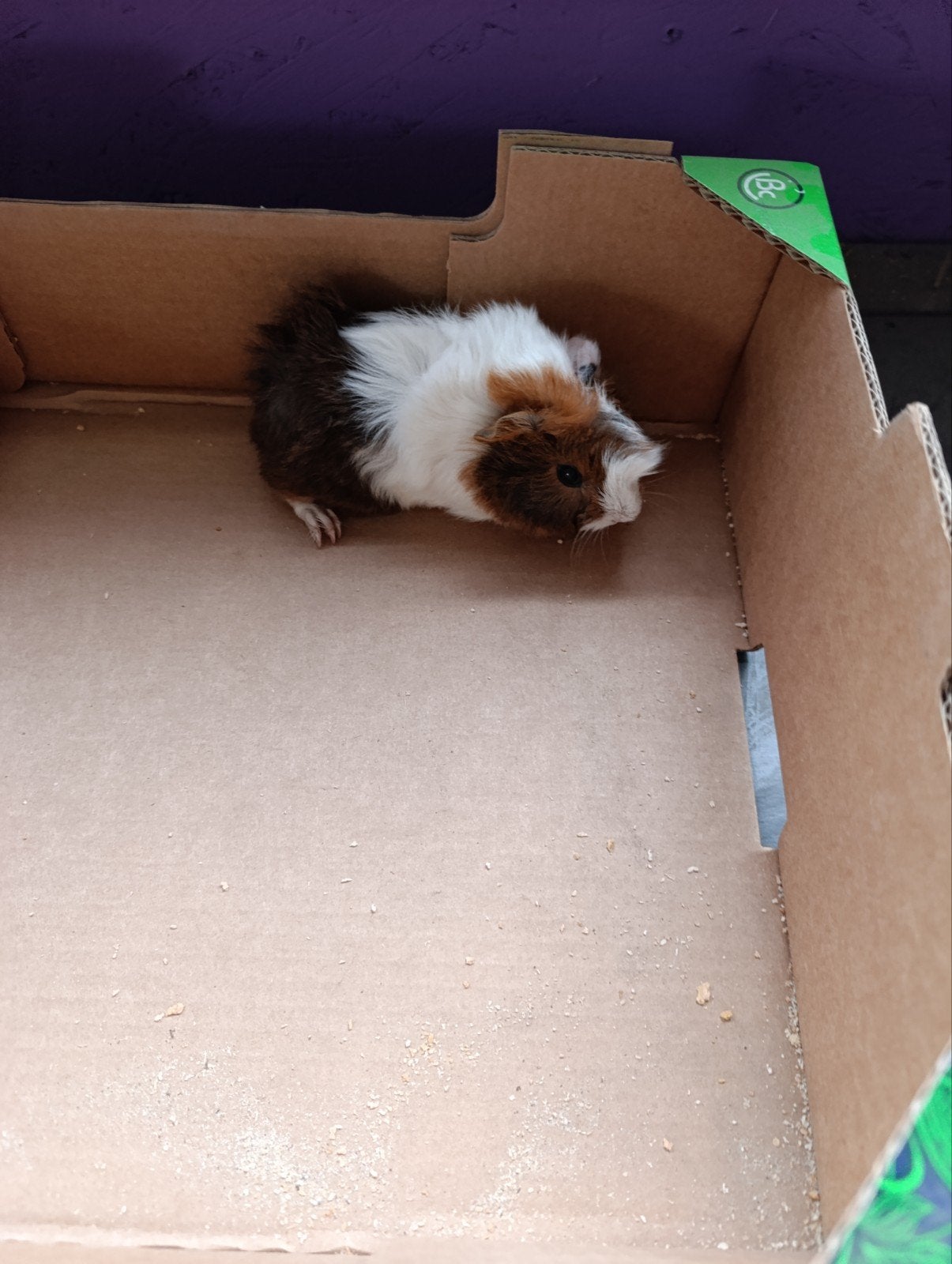 jonge cavia's, Dieren en Toebehoren, Augustus, Cavia