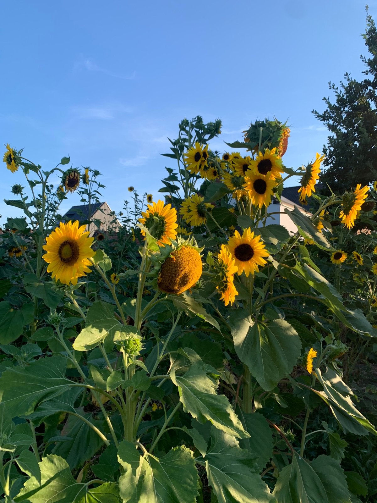 Bio zonnebloemen ui eigen tuin., Enlèvement
