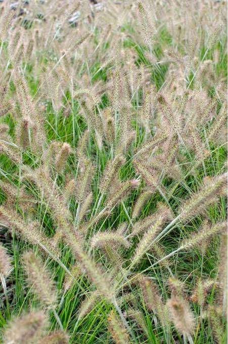 Pennisetum Hameln, Tuin en Terras, Ophalen, Halfschaduw