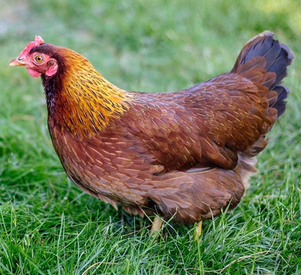 Welsumer broedeieren ️🤎🤎🤎🤎🤎, Dieren en Toebehoren, Pluimvee